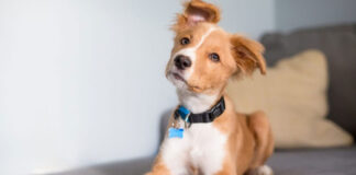 Έρευνα Οι σκύλοι καταλαβαίνουν όταν συζητάμε για αυτούς.jpg