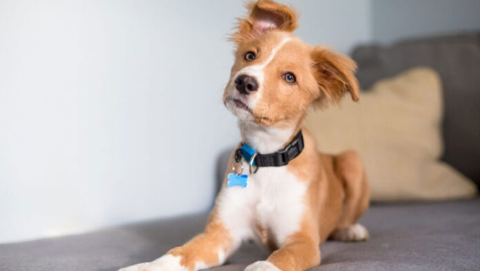 Έρευνα Οι σκύλοι καταλαβαίνουν όταν συζητάμε για αυτούς.jpg