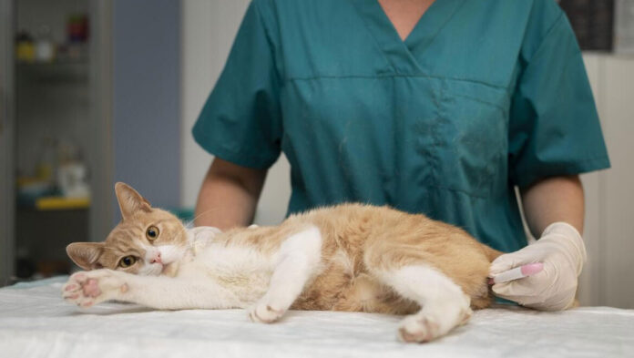 Γιατί να στειρώσεις τον σκύλο ή τη γάτα σου.jpg