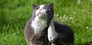 Γιατί ξύνεται η γάτα σας συνέχεια Πώς να το αντιμετωπίσετε.jpg