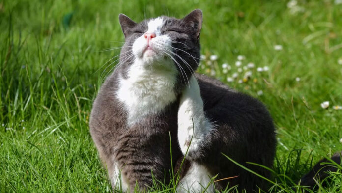 Γιατί ξύνεται η γάτα σας συνέχεια Πώς να το αντιμετωπίσετε.jpg