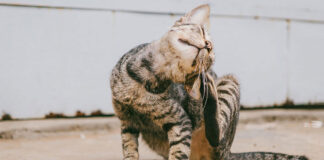 Γιατί ξύνεται συνέχεια η γάτα σας.jpg