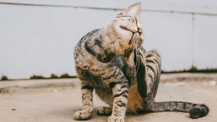 Γιατί ξύνεται συνέχεια η γάτα σας.jpg Γιατί ξύνεται συνέχεια η γάτα σας.jpg