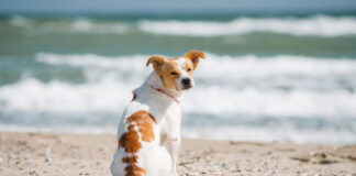 Σκύλος Γιατί τρώει λιγότερο το καλοκαίρι.jpg