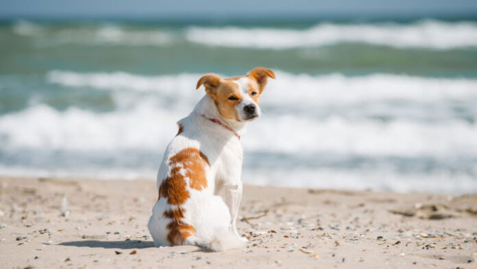 Σκύλος Γιατί τρώει λιγότερο το καλοκαίρι.jpg Σκύλος Γιατί τρώει λιγότερο το καλοκαίρι.jpg