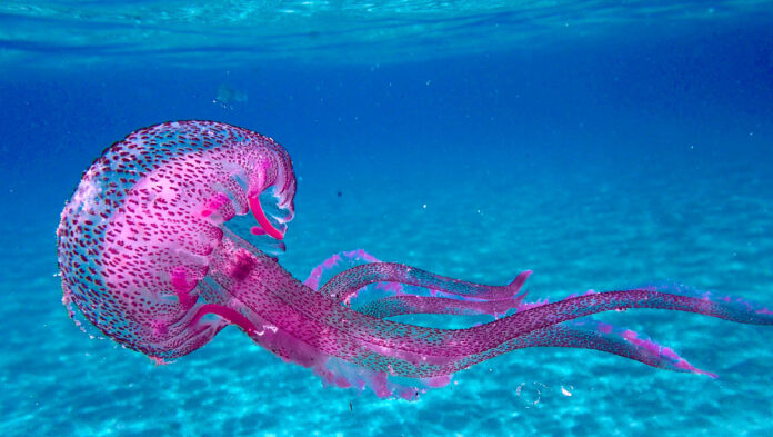 Τι να κάνετε αν σας τσιμπήσει μωβ μέδουσα.jpg