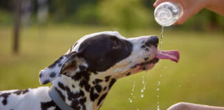1753360230 Πότε η άσφαλτος είναι πολύ ζεστή για τα πατουσάκια του.jpg
