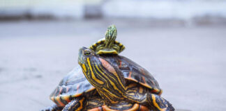 Xελωνάκι νερού Τι τροφές πρέπει να του δίνετε.jpg