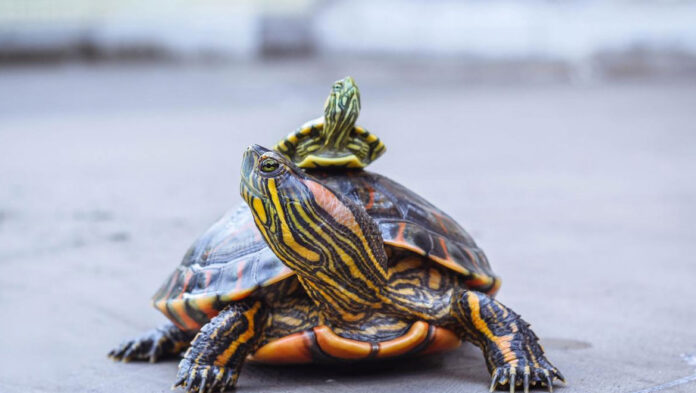 Xελωνάκι νερού Τι τροφές πρέπει να του δίνετε.jpg