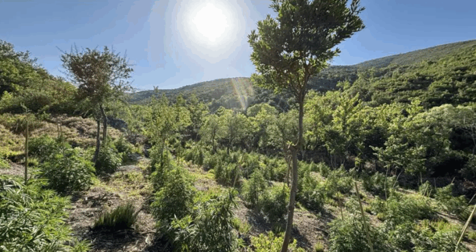 kalliergeia.png3 .png.png