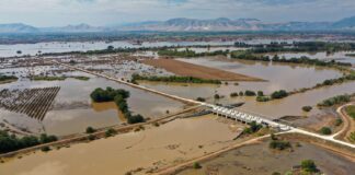 thessalia plimmira.jpg