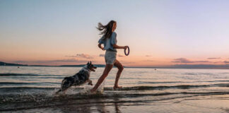 Βασικές εντολές που πρέπει να γνωρίζει ο σκύλος σας πριν.jpg