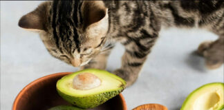 Γάτα Ποιες καλοκαιρινές τροφές είναι επικίνδυνες για την υγεία της.jpg