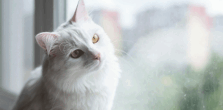 Ενδιαφέρουσες αλήθειες για τις άσπρες γάτες.gif