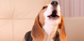 Μπορούν οι σκύλοι να ακούσουν τον σεισμό που πρόκειται να.jpg