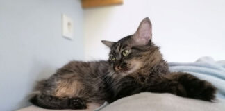 Πώς να κερδίσεις την εμπιστοσύνη μιας γάτας.jpg