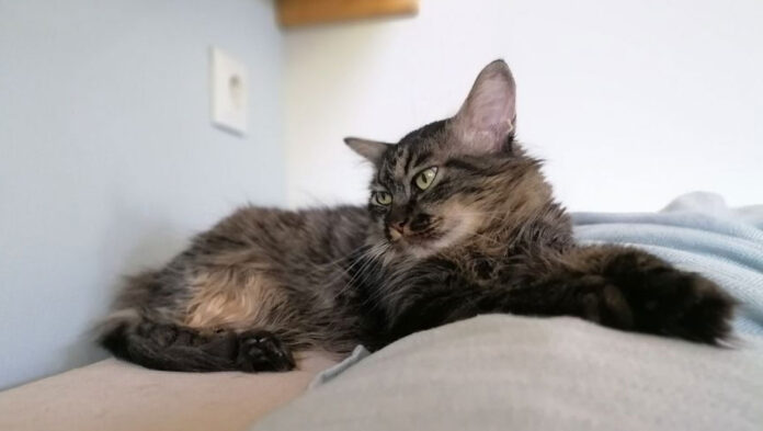 Πώς να κερδίσεις την εμπιστοσύνη μιας γάτας.jpg