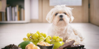 Σκύλος Ποιο καλοκαιρινό φρούτο δεν πρέπει να φάει ο τετράποδος.jpg