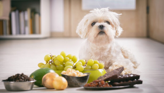 Σκύλος Ποιο καλοκαιρινό φρούτο δεν πρέπει να φάει ο τετράποδος.jpg