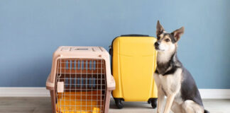 Ταξιδεύεις με τον τετράποδο φίλο σου Δες τι να προσέξεις.jpg