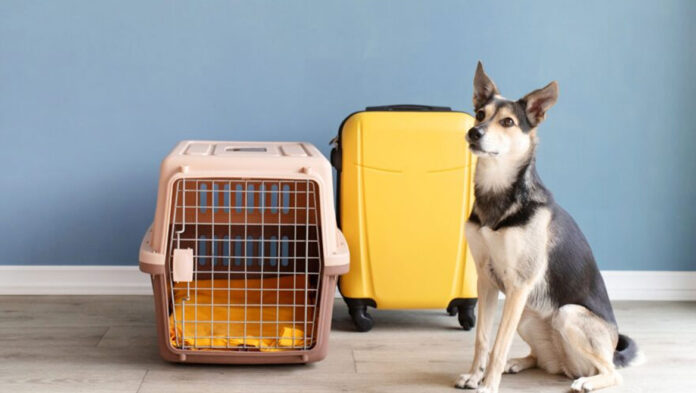 Ταξιδεύεις με τον τετράποδο φίλο σου Δες τι να προσέξεις.jpg