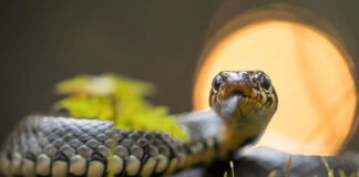 Φίδι στην αυλή Τι να κάνετε για να αποφύγετε τους.jpg