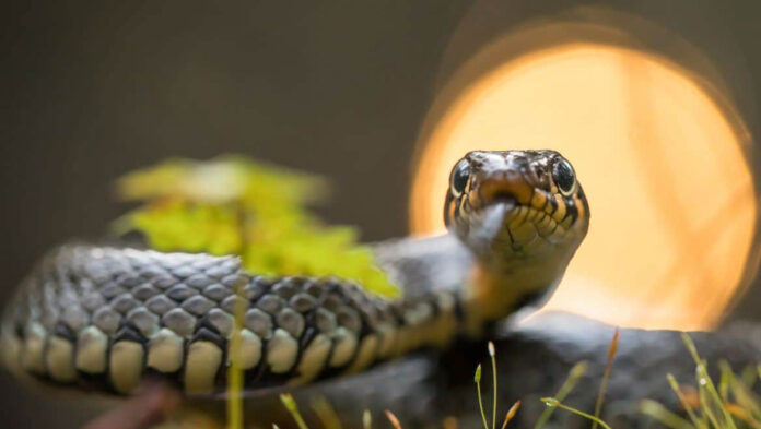 Φίδι στην αυλή Τι να κάνετε για να αποφύγετε τους.jpg