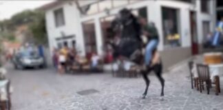 αλογ.jpg