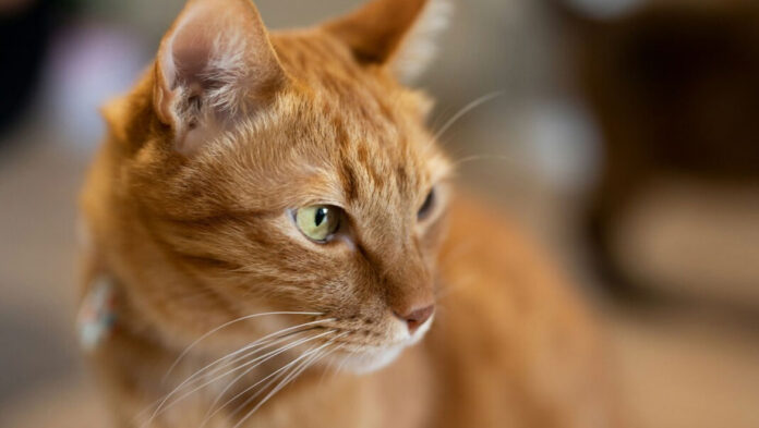 1755359235 Γιατί οι τζίντζερ γάτες είναι κυρίως αρσενικές.jpg