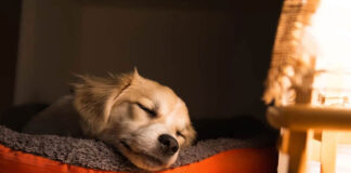 1756383194 Tι πραγματικά ονειρεύονται οι σκύλοι.jpg