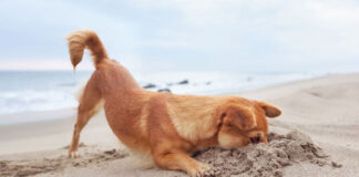 4 λάθη που κάνετε το καλοκαίρι όσοι έχετε σκύλο.jpg