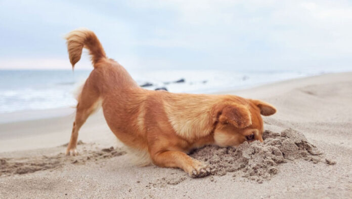 4 λάθη που κάνετε το καλοκαίρι όσοι έχετε σκύλο.jpg