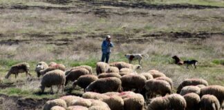 probata 2 scaled 1 600x412.jpg