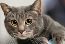 Καταλαβαίνουν άραγε οι γάτες το όνομά τους.jpg