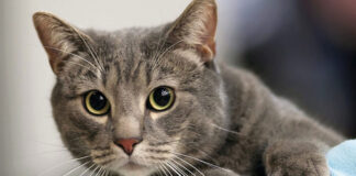 Καταλαβαίνουν άραγε οι γάτες το όνομά τους.jpg