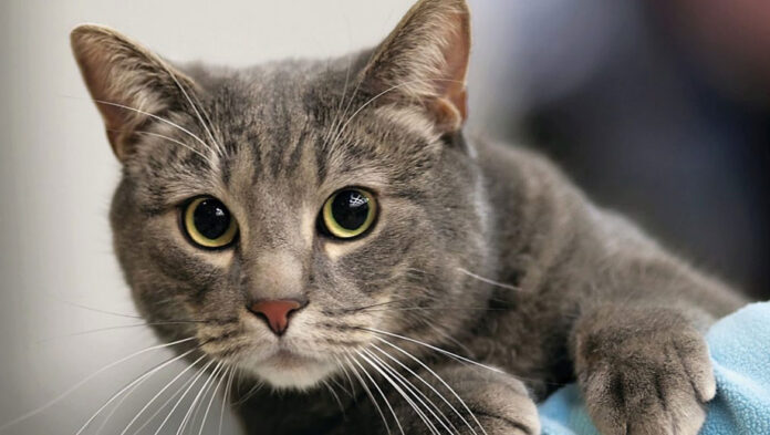 Καταλαβαίνουν άραγε οι γάτες το όνομά τους.jpg