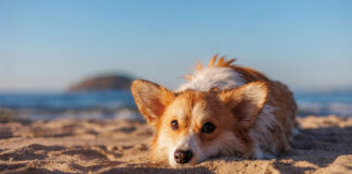 Σκύλος Τι μπορείτε να τον ταΐσετε στην παραλία.jpg