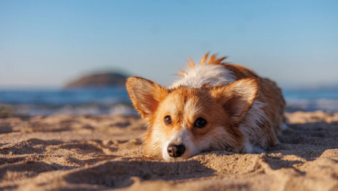 Σκύλος Τι μπορείτε να τον ταΐσετε στην παραλία.jpg