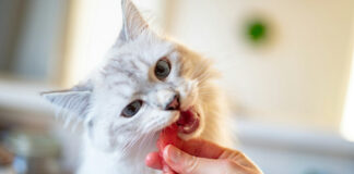 100104a83dd65df1ec45f86c8b58eb79 L.jpg