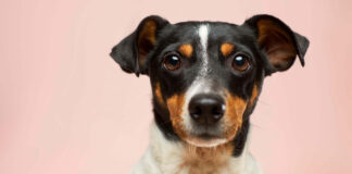 1757854035 5 μύθοι για τους σκύλους.jpg