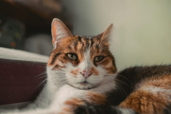 7cb2adf3bed65d852d33134843964b31 L.jpg