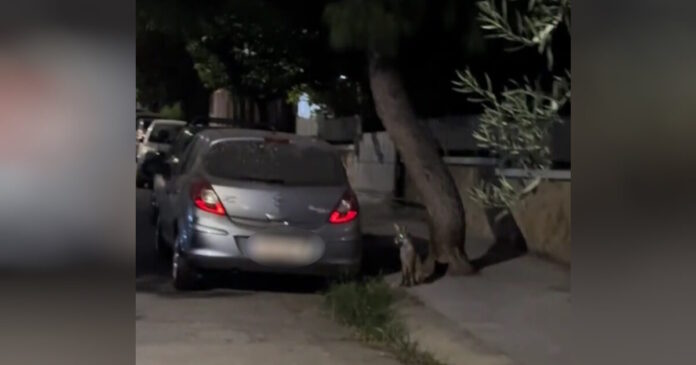 alepou aigalew 1200x630.jpg