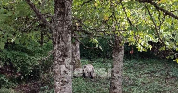 arkouda 1200x630.jpg arkouda 1200x630.jpg