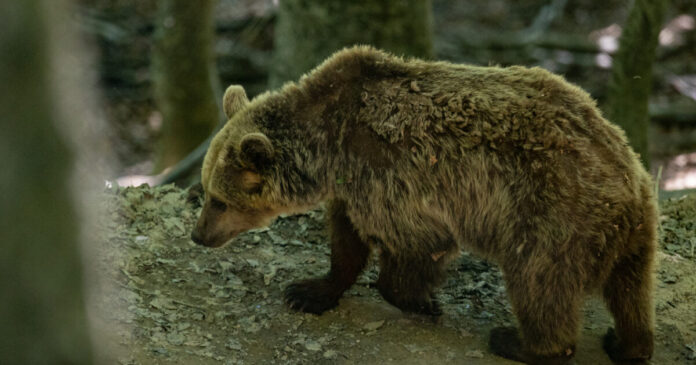 arkouda eurok 1 1200x630.jpg