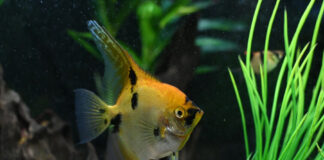 ed17c07992ce7cc8d76fd1e4e28dc126 L.jpg