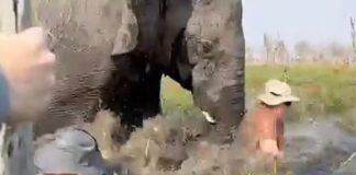 elephant 1200x630.jpg