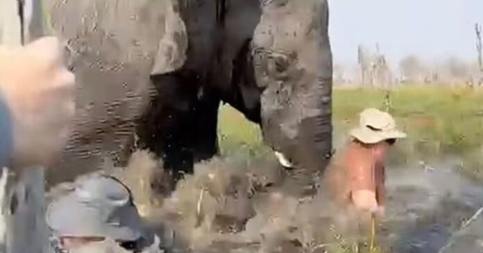 elephant 1200x630.jpg