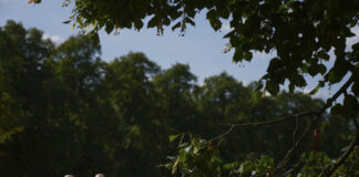 heat wave associated scaled.jpg