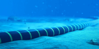 kalodio9 1024x507.png