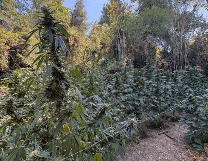 kannavi kalliergeia.png